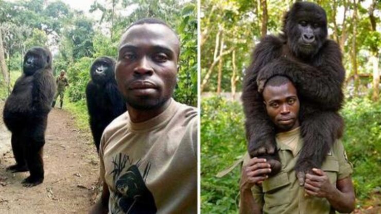 gorilla orfani con ranger