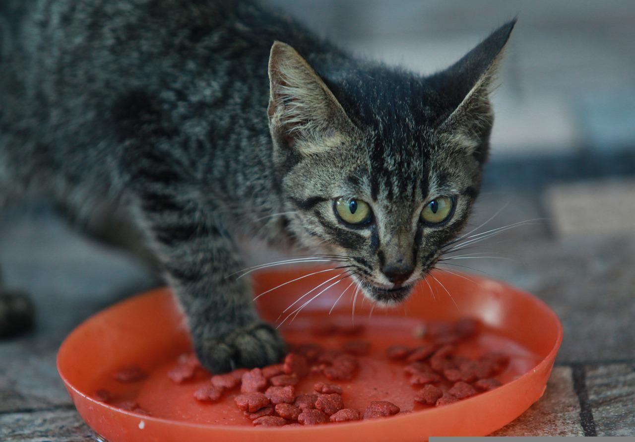 gatto guardato