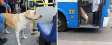 cane scende dal bus in lacrime