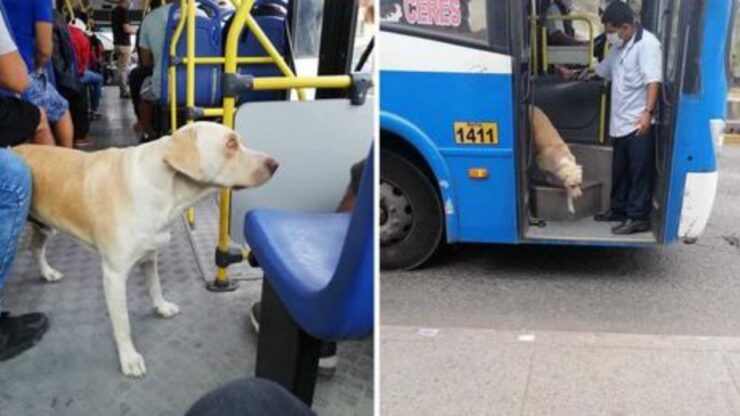 cane scende dal bus in lacrime