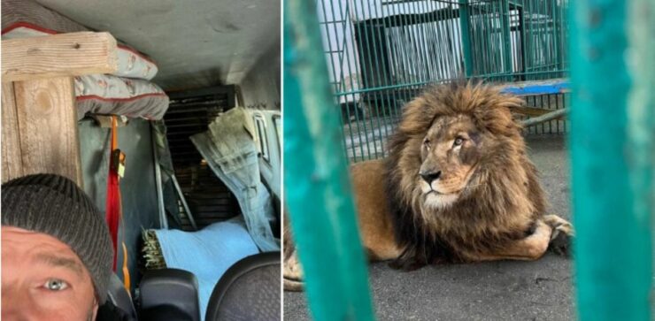 Tre amici salvano un Leone e un Lupo dai bombardamenti