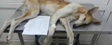 Levriero distrutto viene buttato fuori casa