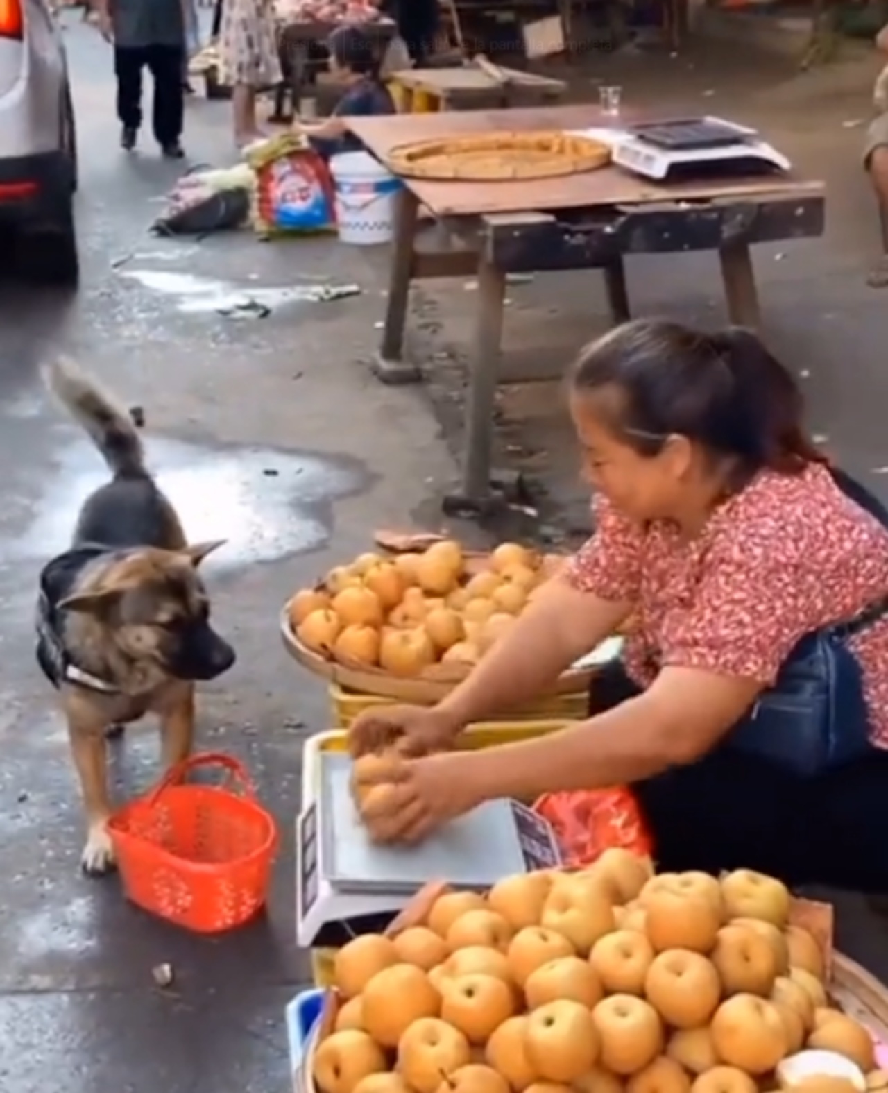 mele al mercato con cane