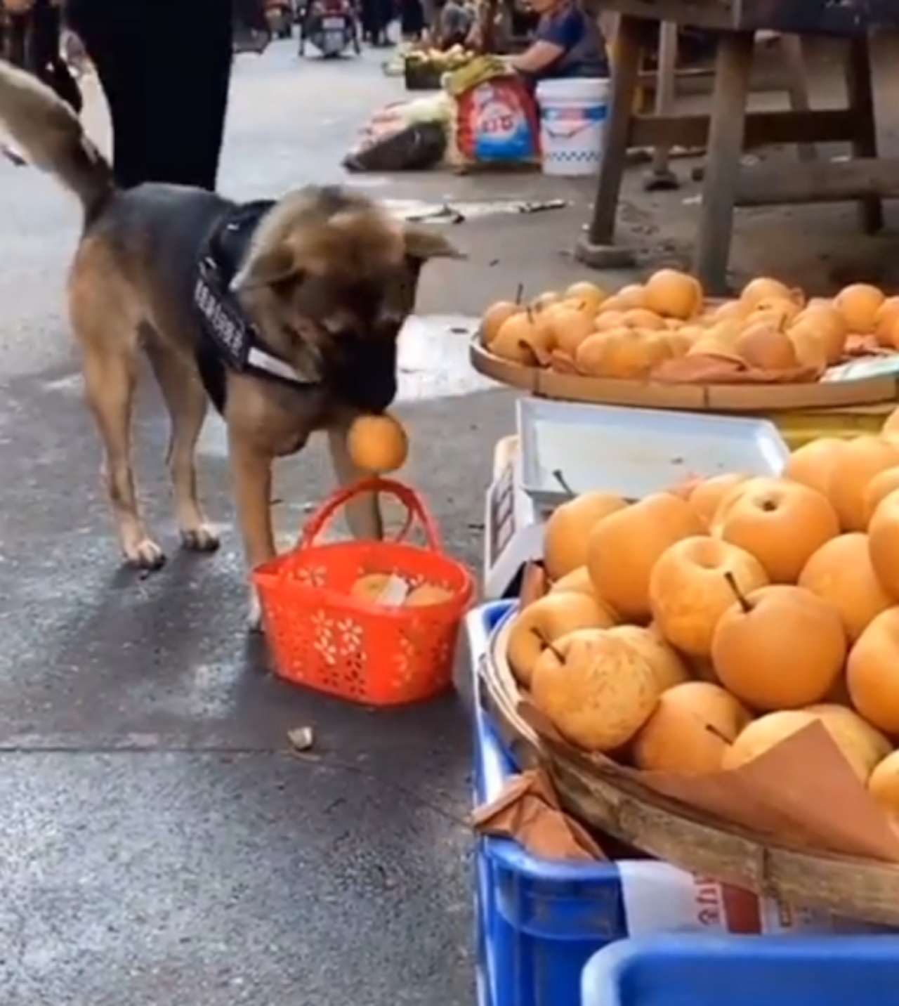 cane mette mele nel cesto