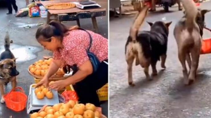 cane a spasso col cestino