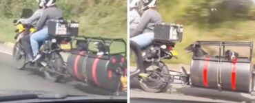 cani a bordo di una moto treno