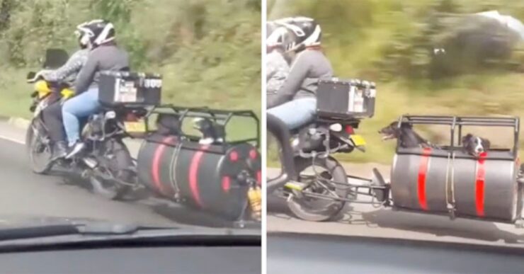 cani a bordo di una moto treno