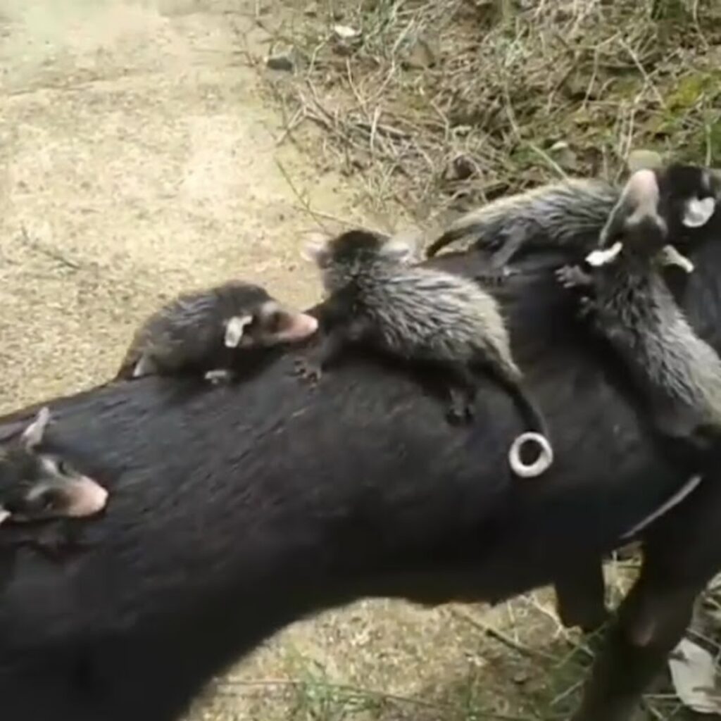 opossum attaccati alla schiena della mamma