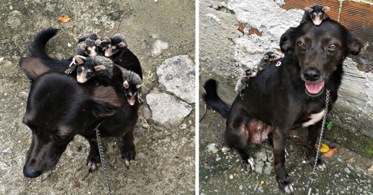 due scene dei piccoli opossum con la loro mamma adottiva