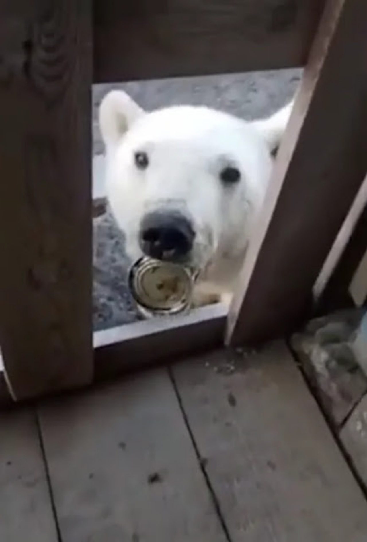 orso bianco