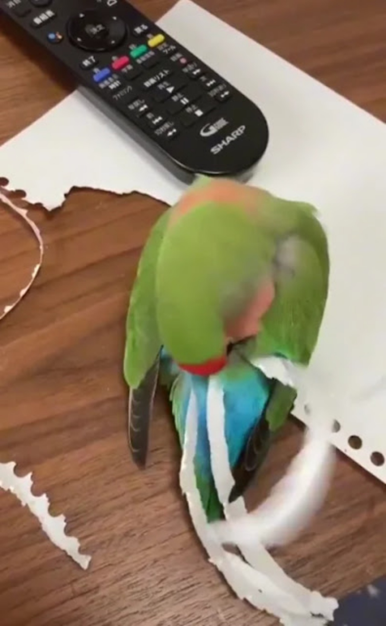 pappagallo indaffarato