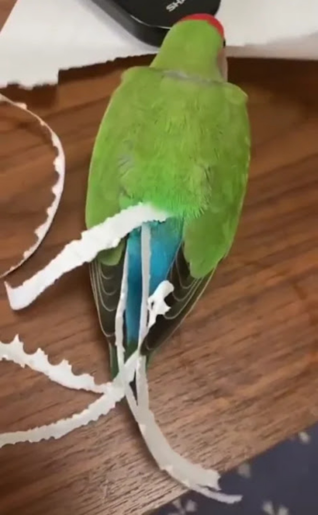 pappagallo con carta sulla coda