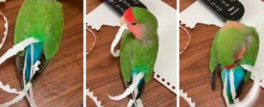 pappagallo birbante