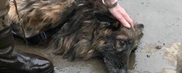 Pastore Tedesco abbandonato e gettato in un fiume con un sasso legato al collo: vivo per miracolo