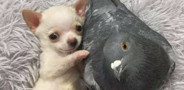 Un piccione che non può volare fa amicizia con un cucciolo che non può camminare