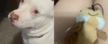 Dolcissima Pit Bull si dispera perché il suo peluche deve essere operato