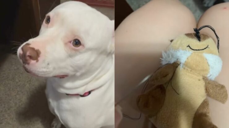 Dolcissima Pit Bull si dispera perché il suo peluche deve essere operato