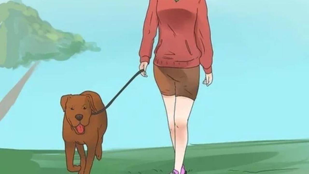 portare spasso cane