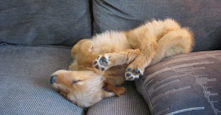 posizioni del cane