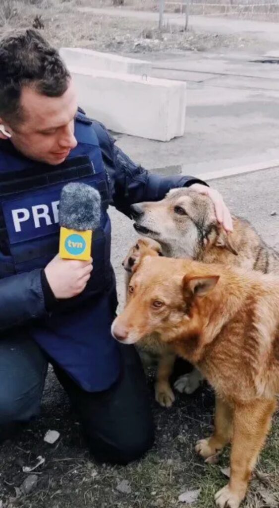giornalista coccola i randagi di Kyiv