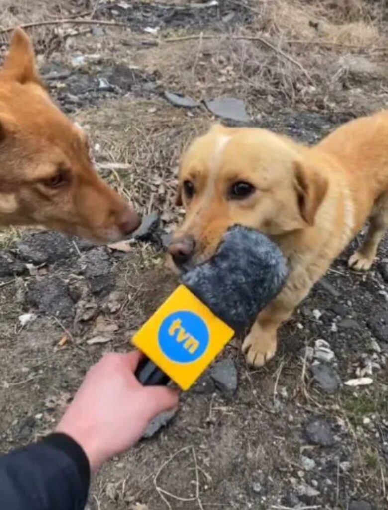 cane randagio prende il microfono al giornalista