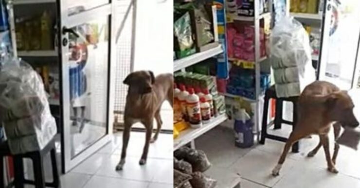 cane ruba crocchette