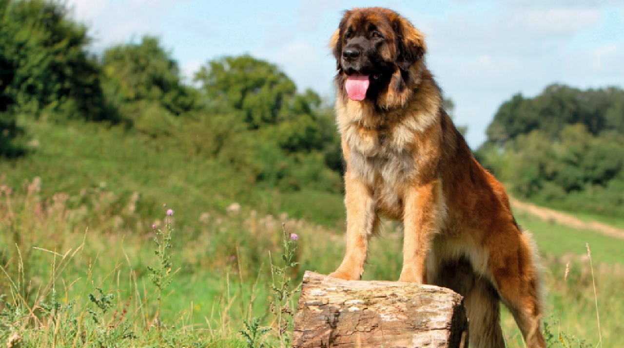 leonberger