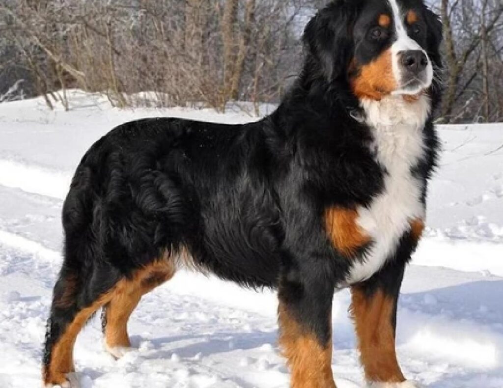 bovaro del bernese 