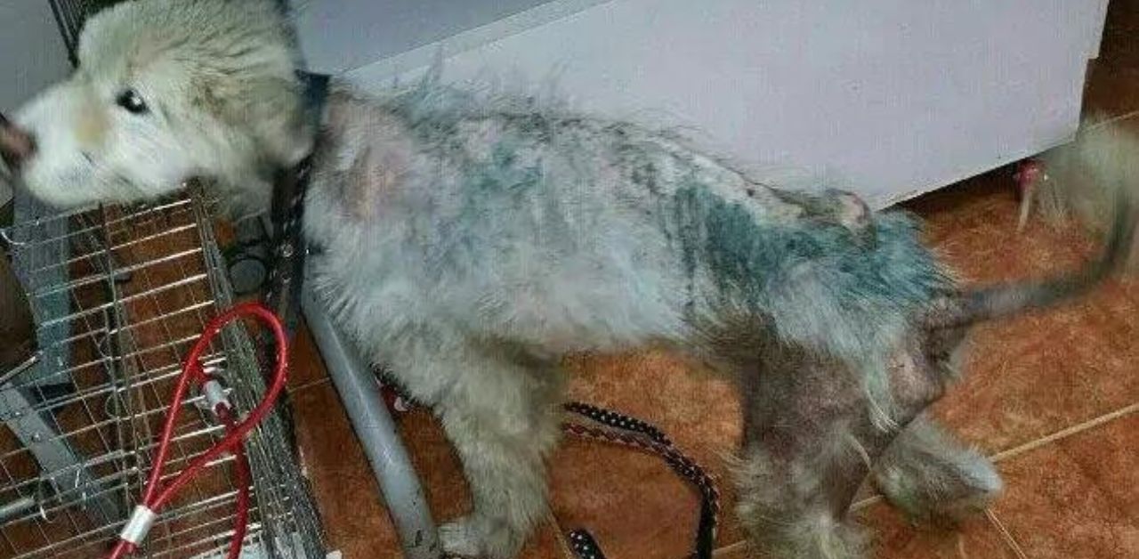 Cucciolo di Samoiedo maltrattato viene salvato dal suo proprietario