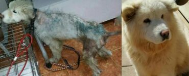 Cucciolo di Samoiedo maltrattato viene salvato dal suo proprietario