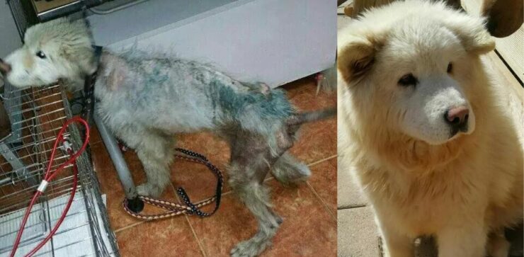 Cucciolo di Samoiedo maltrattato viene salvato dal suo proprietario