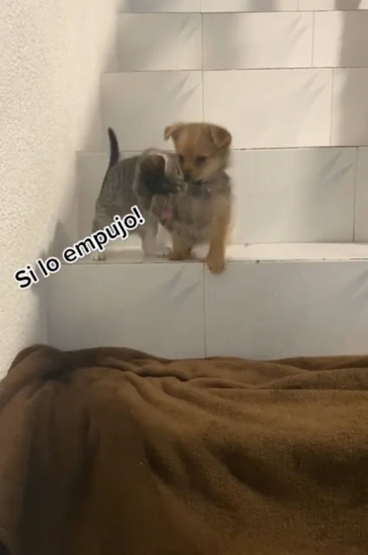 cane e gattino sulle scale