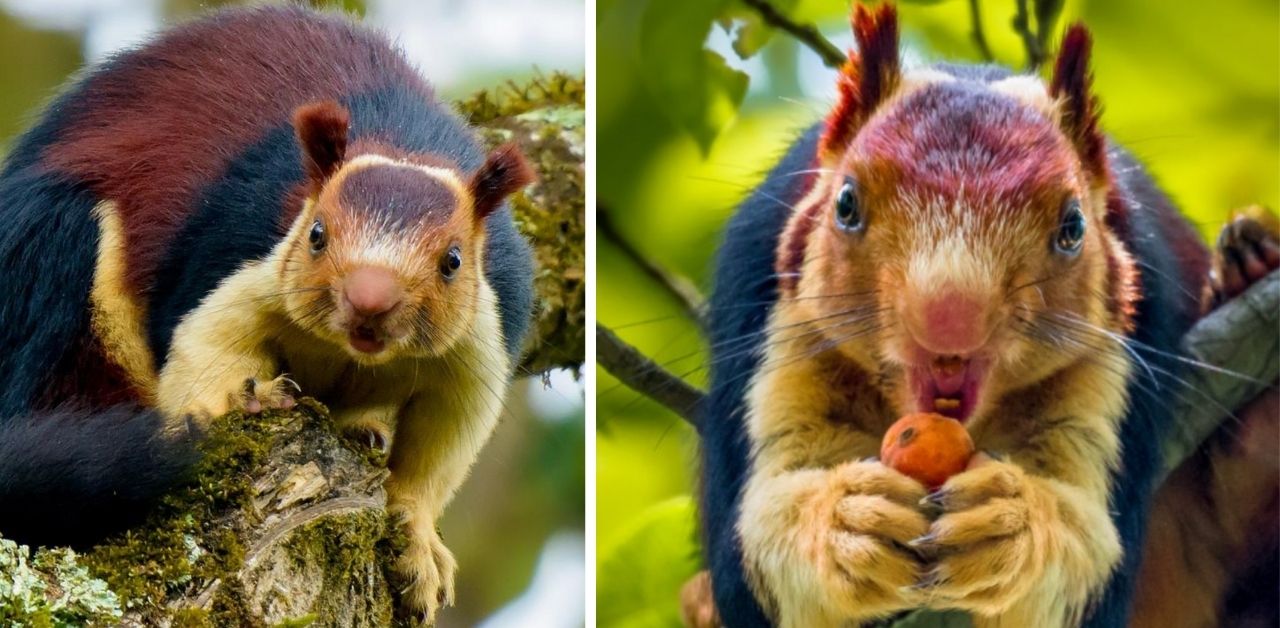 Talmente belli che quasi non sembrano veri: i meravigliosi e coloratissimi scoiattoli giganti indiani, guarda le foto!