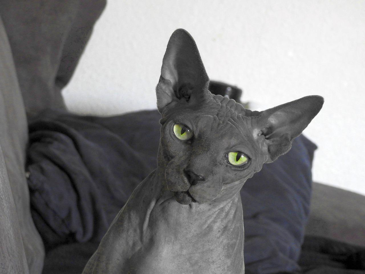 gatti sphynx