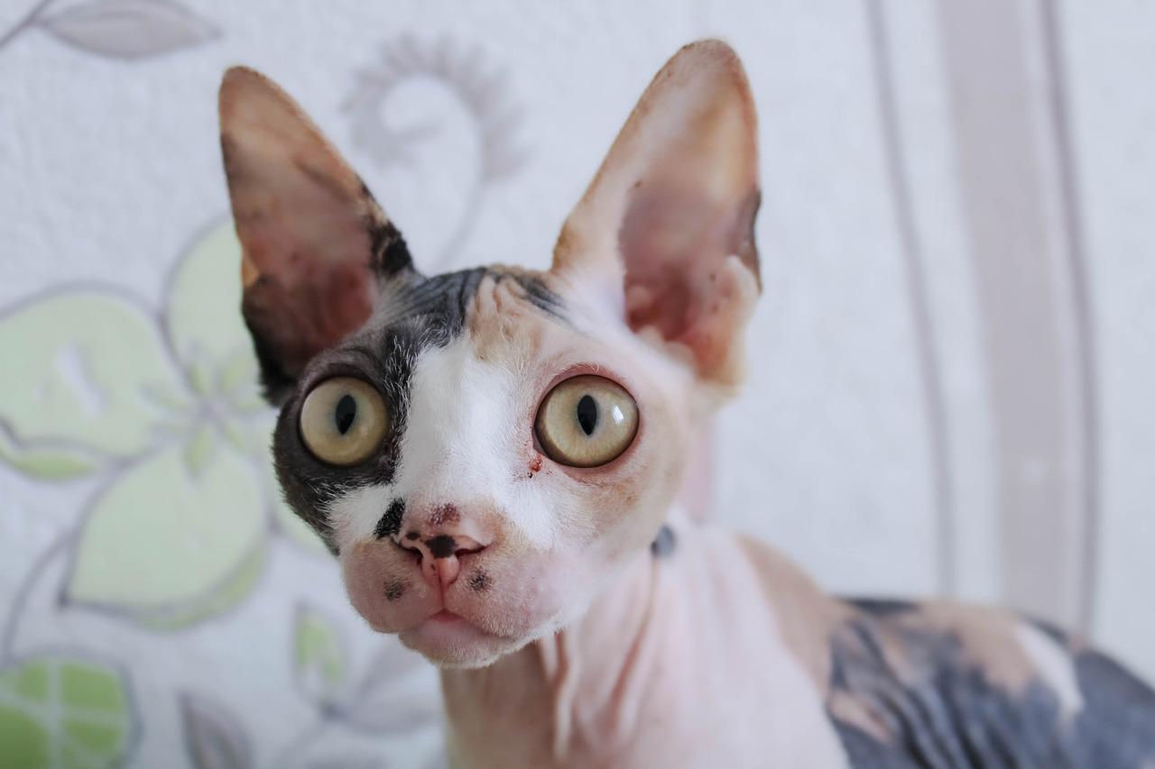 gatti sphynx