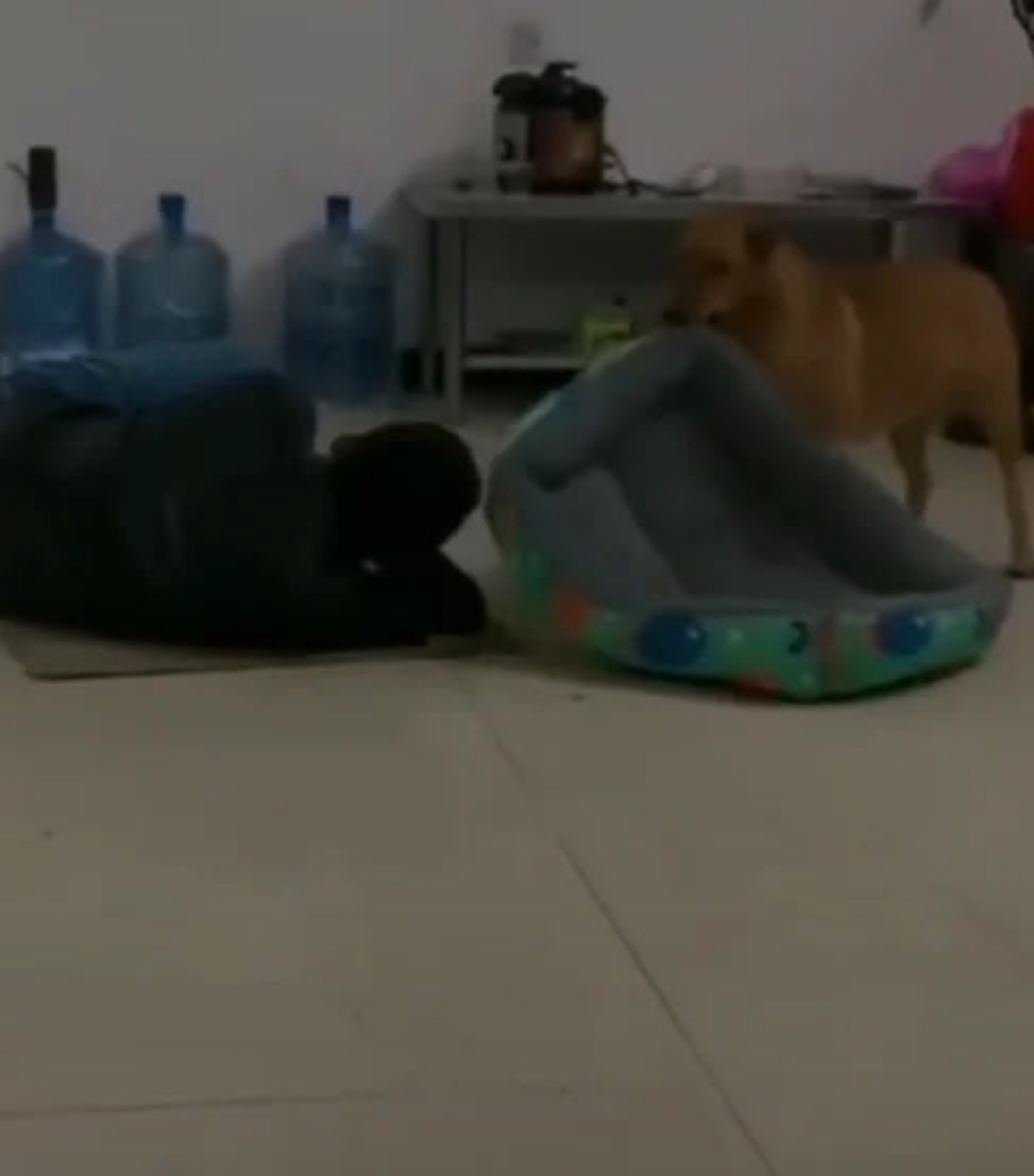 uomo e cane sul pavimento