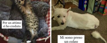 animali che fanno i burloni