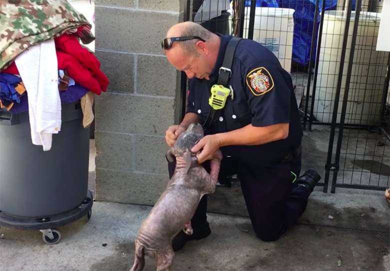 triste cucciolo con agente che lo consola