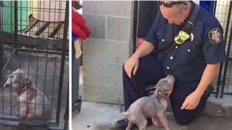 cane adottato da poliziotto
