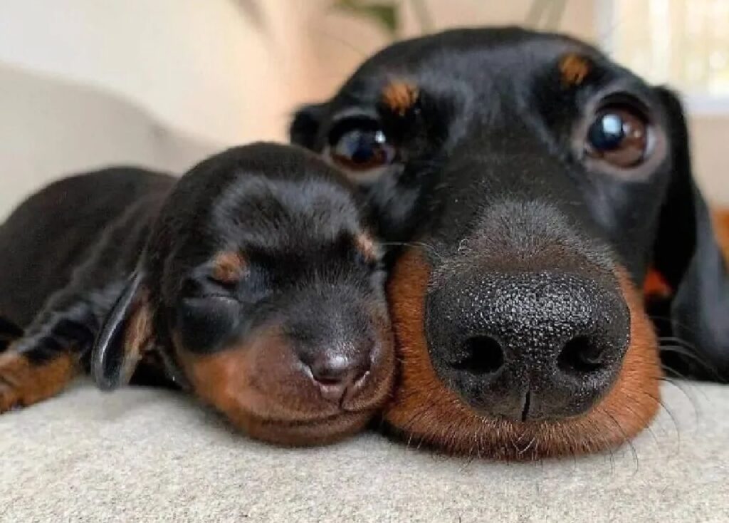 mamma cane e cucciolo al fianco