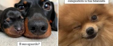 cani che con gli occhi dicono quanto serve