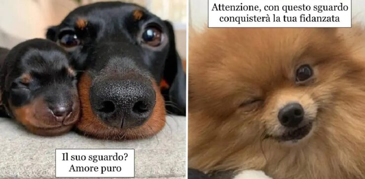 cani che con gli occhi dicono quanto serve