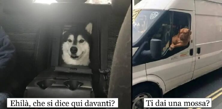 cani che cambiano modo di fare