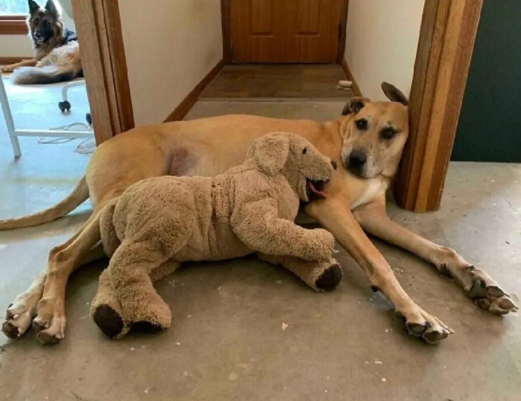 cagnolino pupazzo vicino quello reale