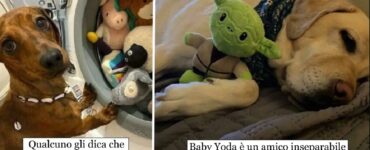 cani che condividono legame con pupazzi