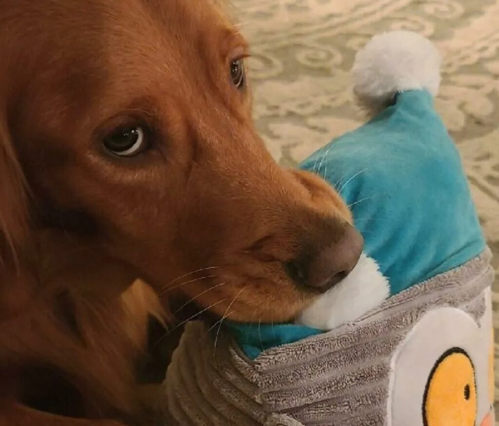 cagnolino sguardo dolce