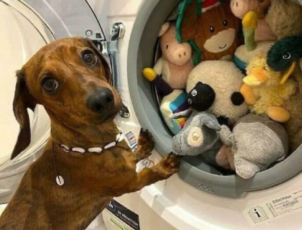 cane pupazzi in lavatrice