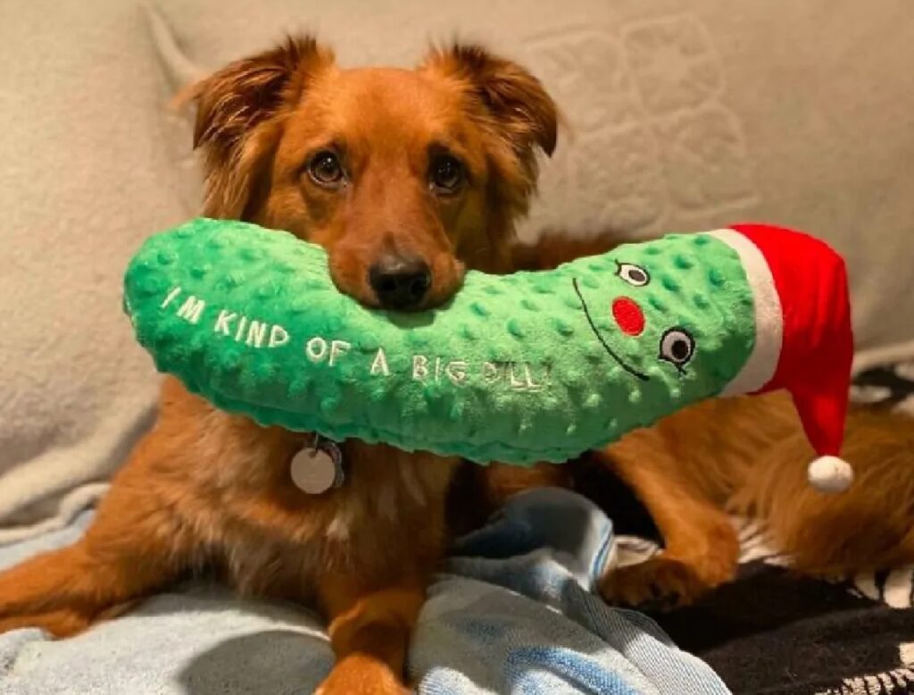 cane con cetriolo verde
