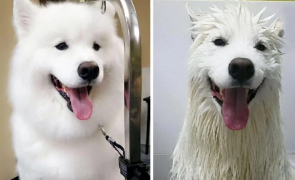 cane bianco sorridente
