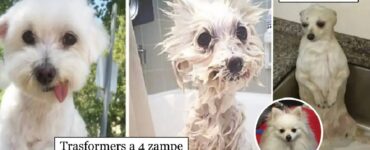 cani che non amano essere bagnati